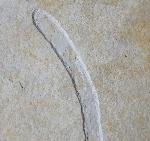 Brachyphyllum nepos SAPORTA 1884 - Bild &copy; FossNet FossilienStore